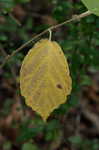 American witch-hazel